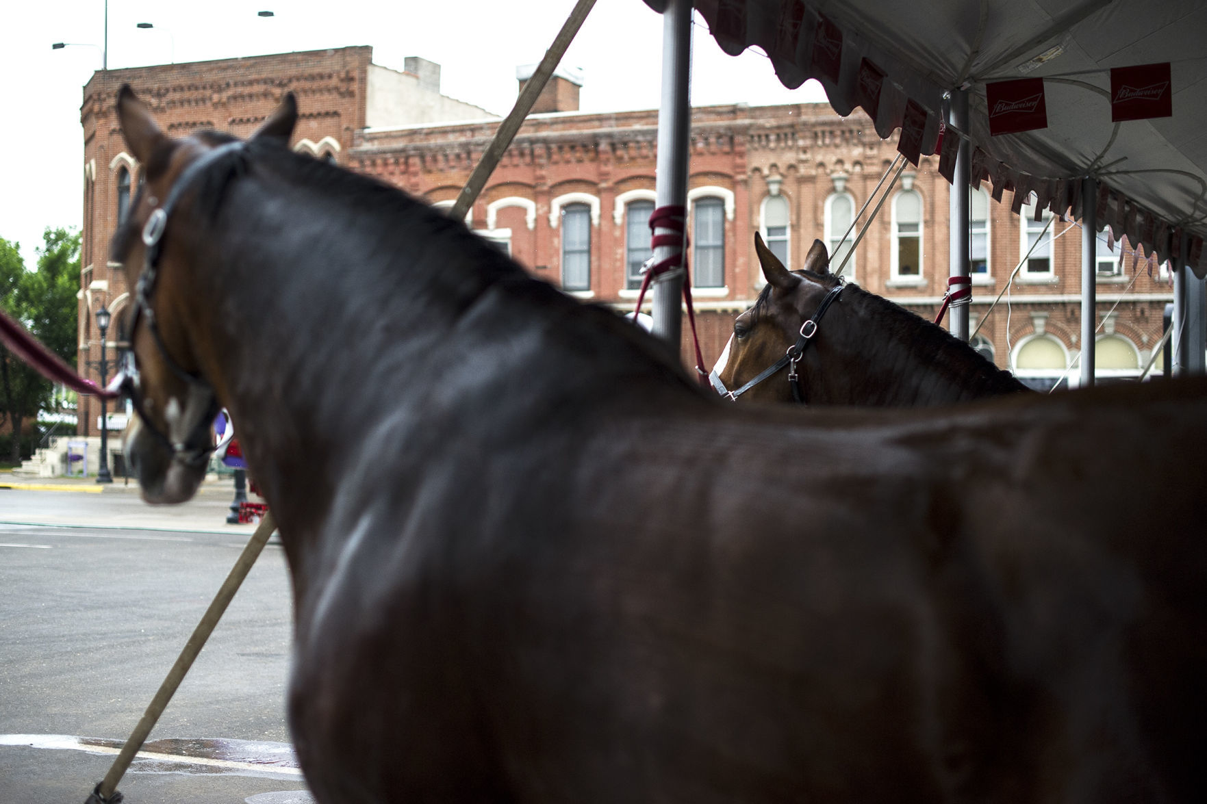 Budweiser Clydesdales 07